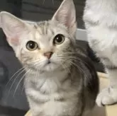 アメリカンショートヘア【東京都・女の子・2023年8月29日・シルバーパッチドタビー】の写真1「優しい顔つき❤️」