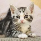 アメリカンショートヘア【東京都・男の子・2022年6月23日・シルバータビー&ホワイト】の写真1「毛色のバランスも完璧なイケメンくん！」