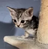 アメリカンショートヘア【東京都・女の子・2024年3月1日・シルバーパッチドタビー】の写真5「かわいすぎて。。」