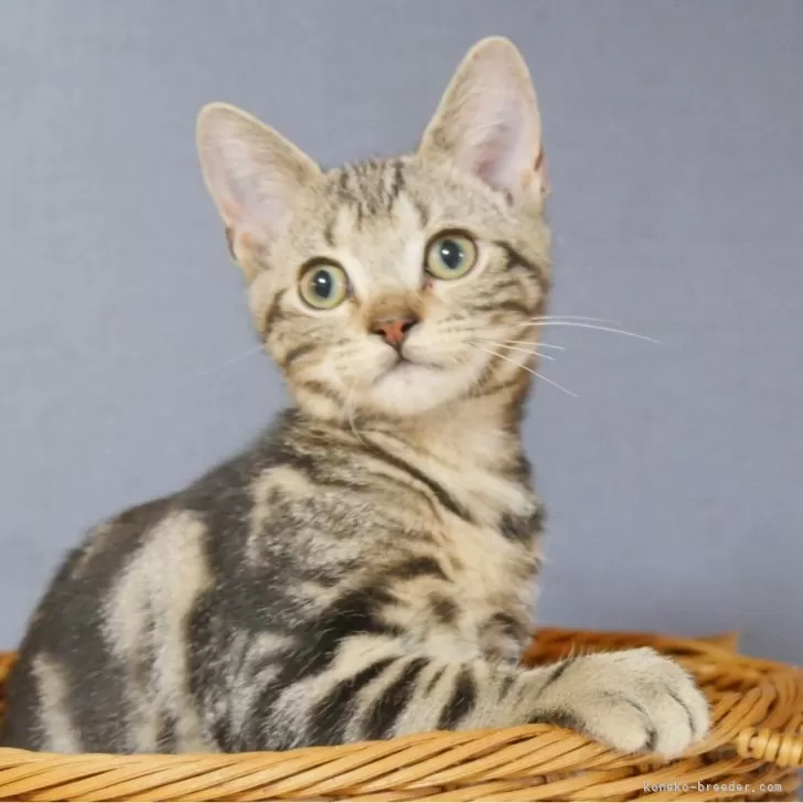 ID:2412-00668の子猫