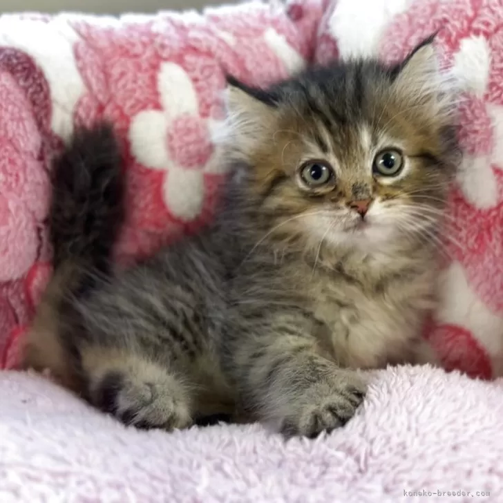 ID：2507-03304の子猫