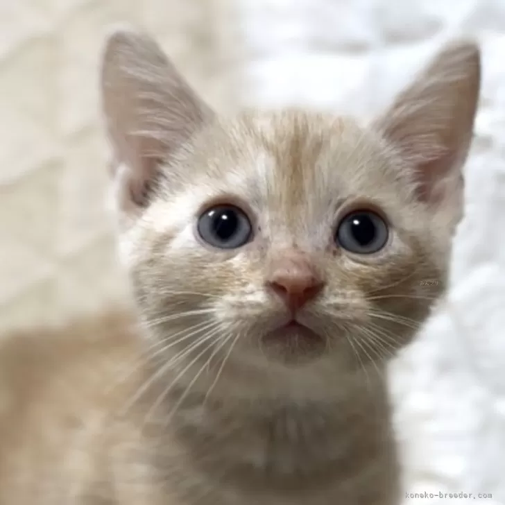 アメリカンショートヘア【東京都・男の子・2025年9月10日・クリームタビー】の写真1