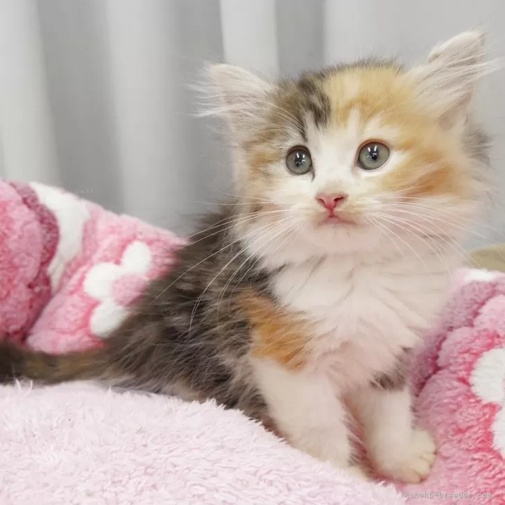 ID:2505-01239の子猫
