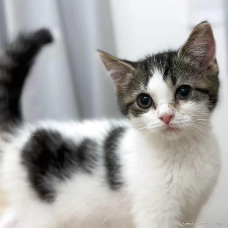 ID：2504-02799の子猫