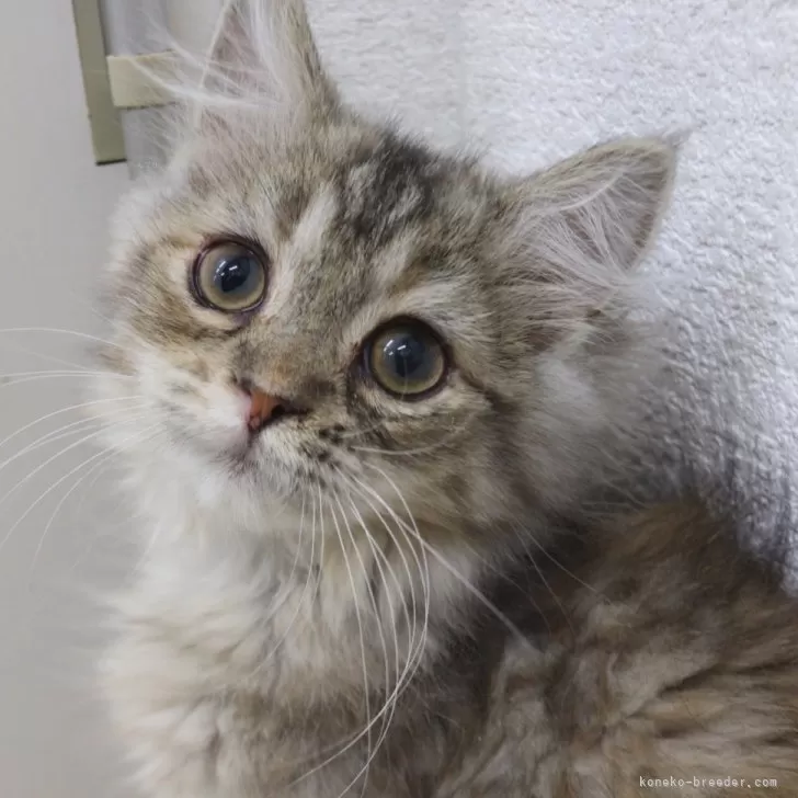 ID：2503-01698の子猫