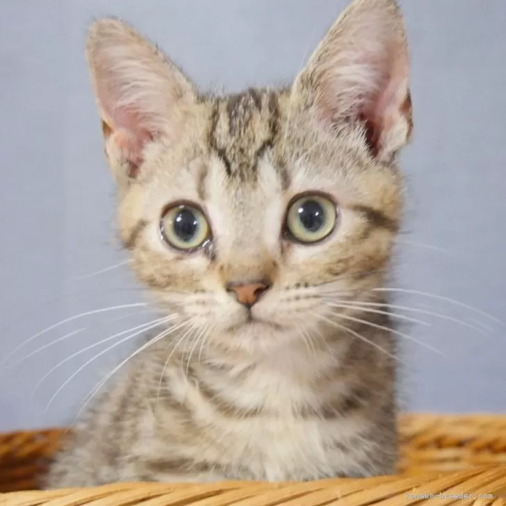 ID:2501-01007の子猫