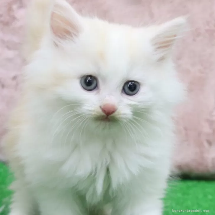 ID：2412-00670の子猫