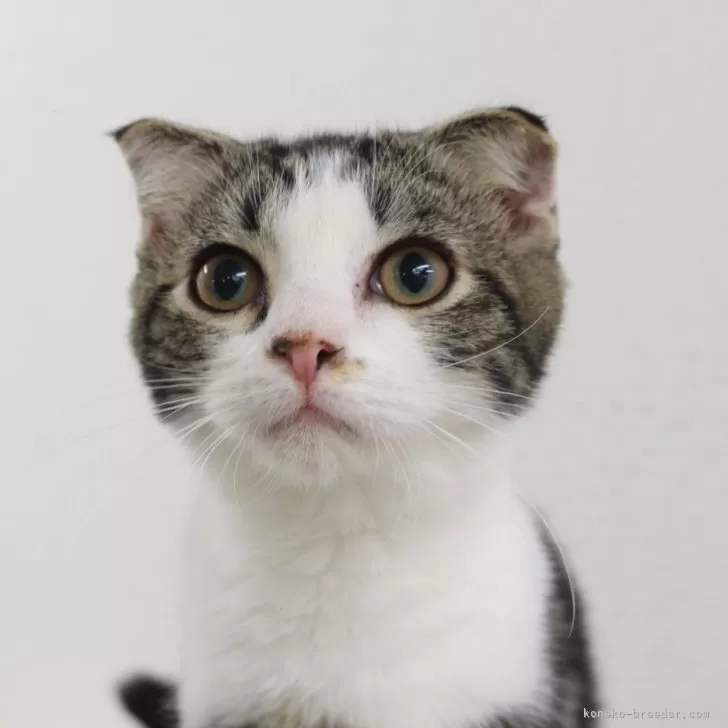 マンチカン(長足)【東京都・男の子・2025年6月9日・ブラウンタビーアンドホワイト】の写真1「証明写真みたい🤣🤣🤣」