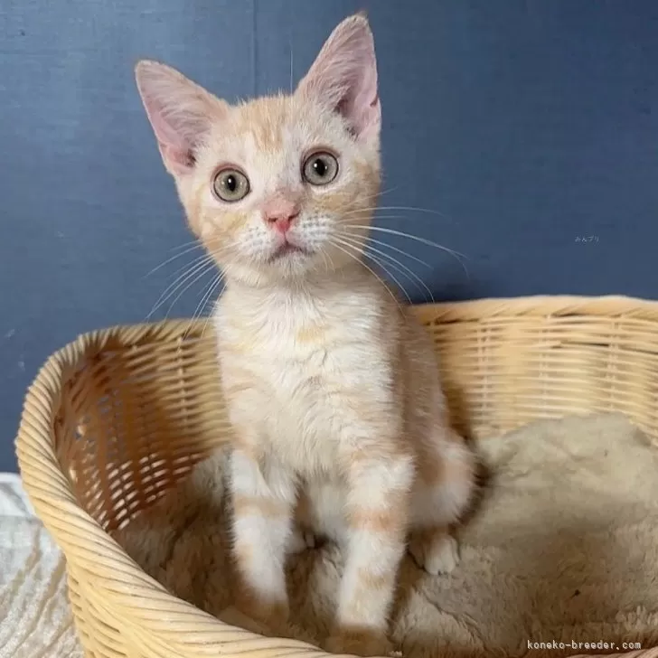 J.S 様のお迎えした子猫