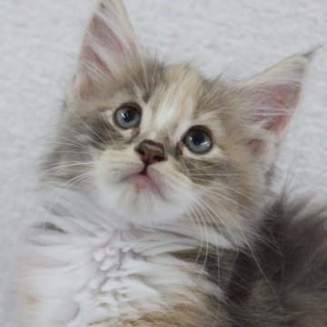 サイベリアン【東京都・女の子・2025年9月4日・ブルーパッチドタビー&ホワイト】の写真「かわいいかわいいかわいい女の子❤️」