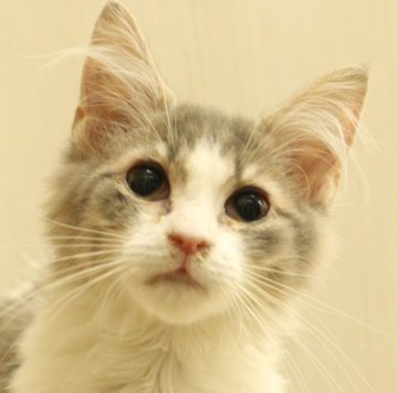 サイベリアン【東京都・女の子・2025年9月4日・ブルー&ホワイト】の写真「かわいいかわいいかわいい女の子❤️❤️」