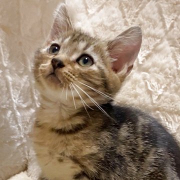 アメリカンショートヘア【東京都・男の子・2025年9月15日・ブラウンタビー】の写真「是非1度会ってみてください！」