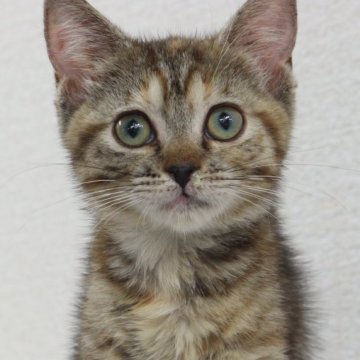 マンチカン(長足)【東京都・女の子・2025年8月8日・ブラウンパッチドタビー】の写真「スーパームーン輪郭🌕」