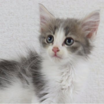 サイベリアン【東京都・女の子・2025年9月4日・ブルー&ホワイト】の写真「かわいいかわいいかわいい女の子❤️」