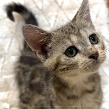 アメリカンショートヘア【東京都・女の子・2025年9月15日・ブラウンタビー】の写真「是非1度会ってみてください！」