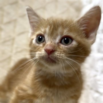 アメリカンショートヘア【東京都・男の子・2025年9月10日・レッドタビー】の写真「まだまだママに甘え中です♪」