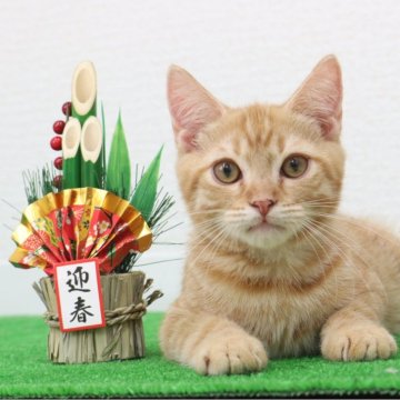 マンチカン(長足)【東京都・男の子・2024年8月3日・レッドタビー】の写真「甘えん坊の男の子🩷」