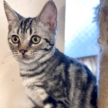 アメリカンショートヘア【東京都・女の子・2025年8月8日・シルバータビー】の写真「構ってちゃん❤️」