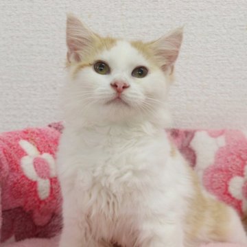サイベリアン【東京都・女の子・2025年3月9日・レッドアンドホワイト（長毛）】の写真「おっとり系の女の子です♪」