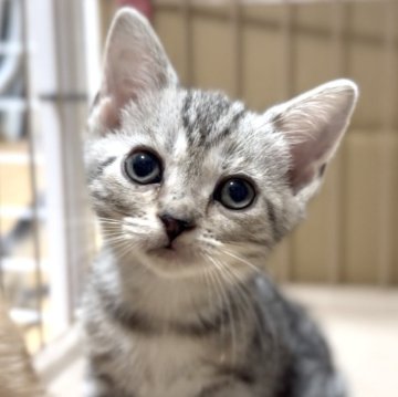 アメリカンショートヘア【東京都・女の子・2025年9月10日・シルバータビー】の写真「人懐っこい女の子♪」