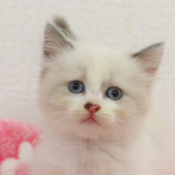 サイベリアン【東京都・男の子・2025年7月4日・ネヴァマスカレード】の写真「希少なネヴァマスカレードです！」