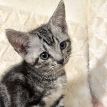 アメリカンショートヘア【東京都・男の子・2025年8月10日・シルバータビー】の写真「人懐っこくて遊ぶの大好き♪」