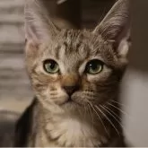 アメリカンショートヘア