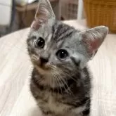 アメリカンショートヘア