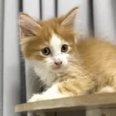 サイベリアン