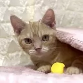アメリカンショートヘア