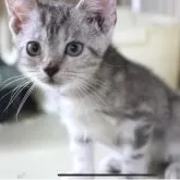 アメリカンショートヘア