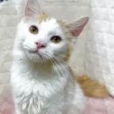サイベリアン