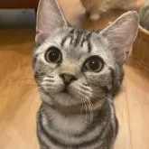 アメリカンショートヘア