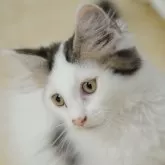 サイベリアン