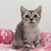 マンチカン(長足)