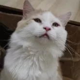 サイベリアン【東京都・男の子・2024年10月18日・レッドアンドホワイト】の写真1「あーん、その笑い顔…好き」