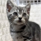 アメリカンショートヘア