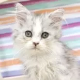 ミヌエット(長足)