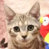 アメリカンショートヘア