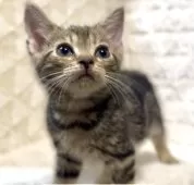 アメリカンショートヘア【東京都・男の子・2025年9月10日・ブラウンタビー】の写真2