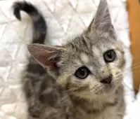 アメリカンショートヘア【東京都・女の子・2025年9月15日・ブラウンタビー】の写真2