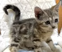 アメリカンショートヘア【東京都・女の子・2025年9月15日・ブラウンタビー】の写真3