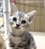 アメリカンショートヘア【東京都・女の子・2025年9月10日・シルバータビー】の写真3