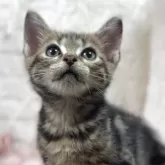 アメリカンショートヘア【東京都・男の子・2025年6月3日・ブラウンタビー】の写真3