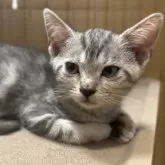 アメリカンショートヘア【東京都・女の子・2025年7月11日・シルバーパッチドタビー】の写真3