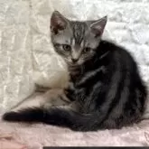 アメリカンショートヘア【東京都・男の子・2025年8月10日・シルバータビー】の写真4