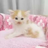 サイベリアン【東京都・男の子・2025年3月9日・レッドアンドホワイト】の写真4