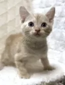 アメリカンショートヘア【東京都・男の子・2025年9月10日・クリームタビー】の写真5