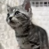 アメリカンショートヘア【東京都・男の子・2025年8月10日・シルバータビー】の写真5