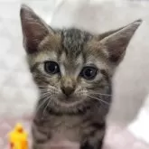 アメリカンショートヘア【東京都・男の子・2025年6月3日・ブラウンタビー】の写真5